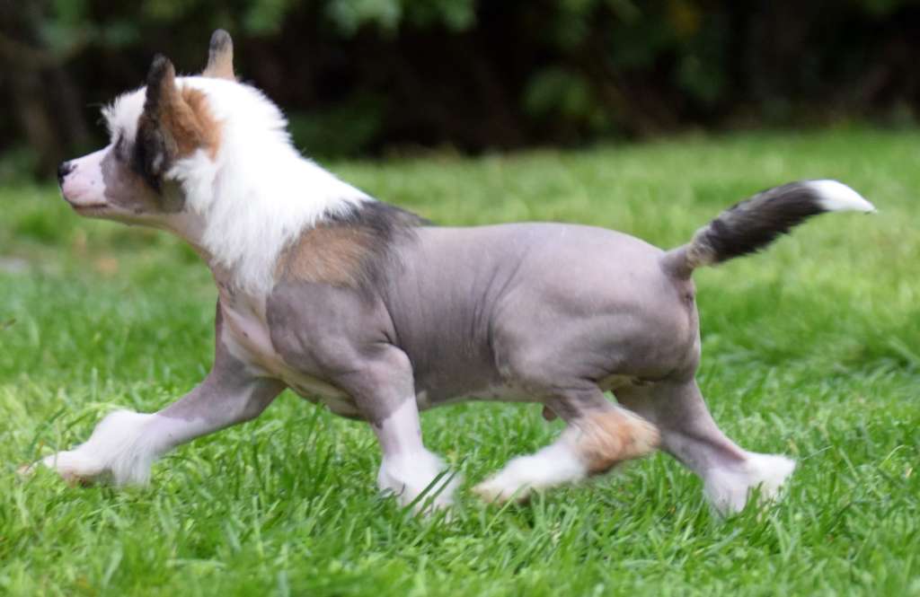 Artic Flyer's Applause