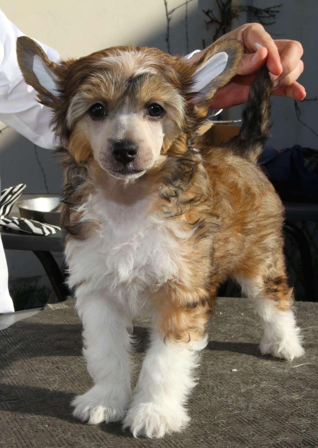 Pharell From China with love