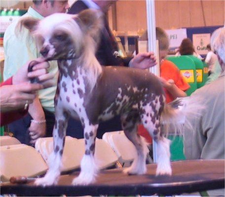 Shumllea Chasing Rainbows For Bradwen