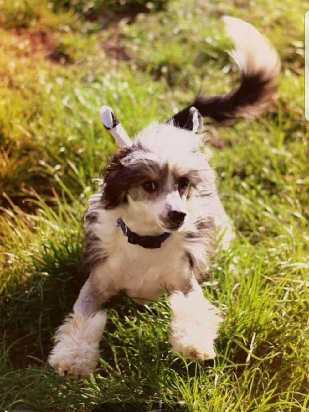 So-soft Legend of Zorro