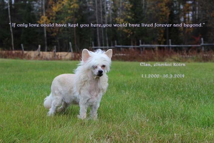 Secret Line's Happy New Year