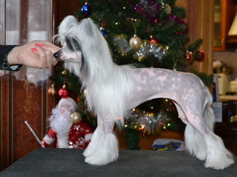 Vellar Pljus Kaprioza