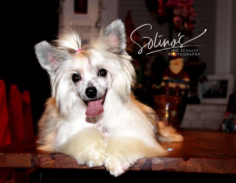 Magnus Staff X'Tra Vaganza