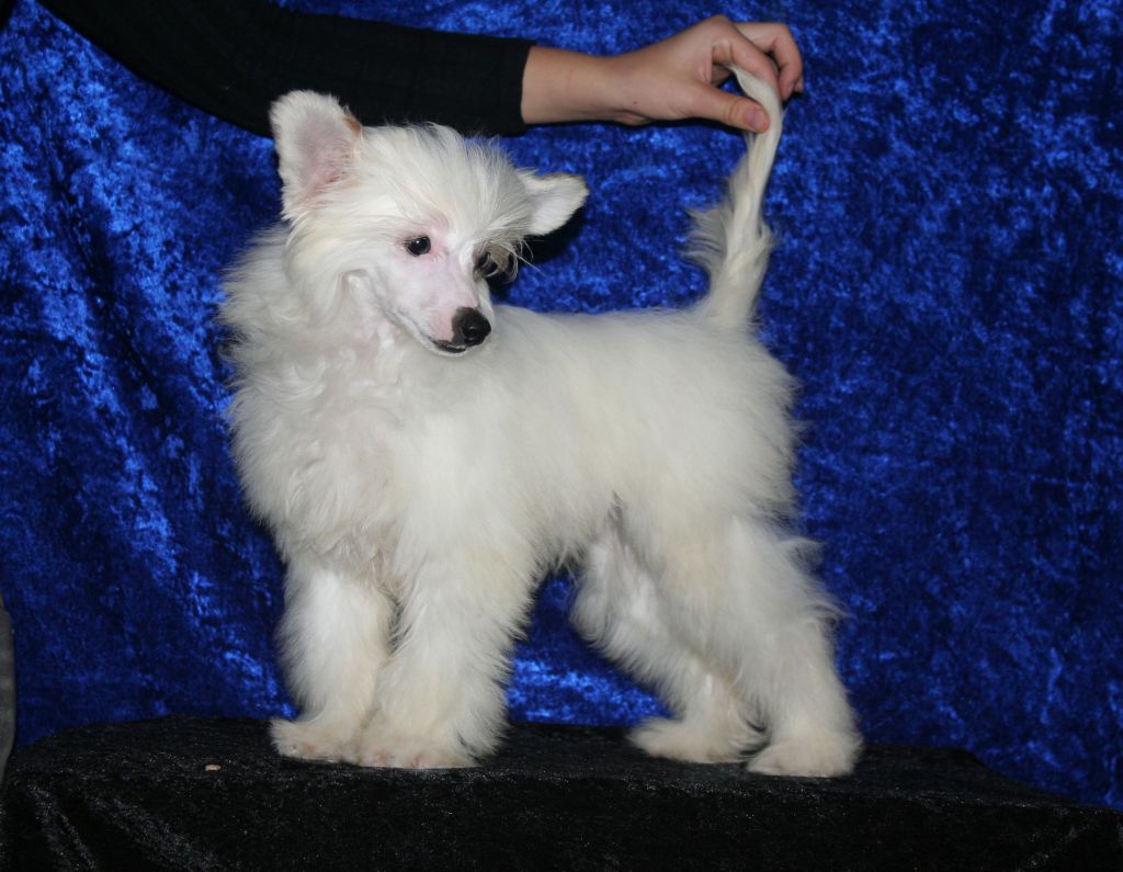 Hopeful Hero Of Diamond Place