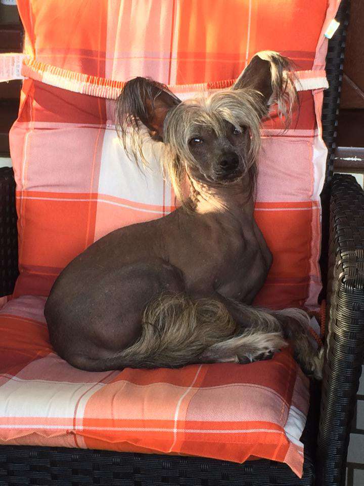 Mowgli von den Windpferden