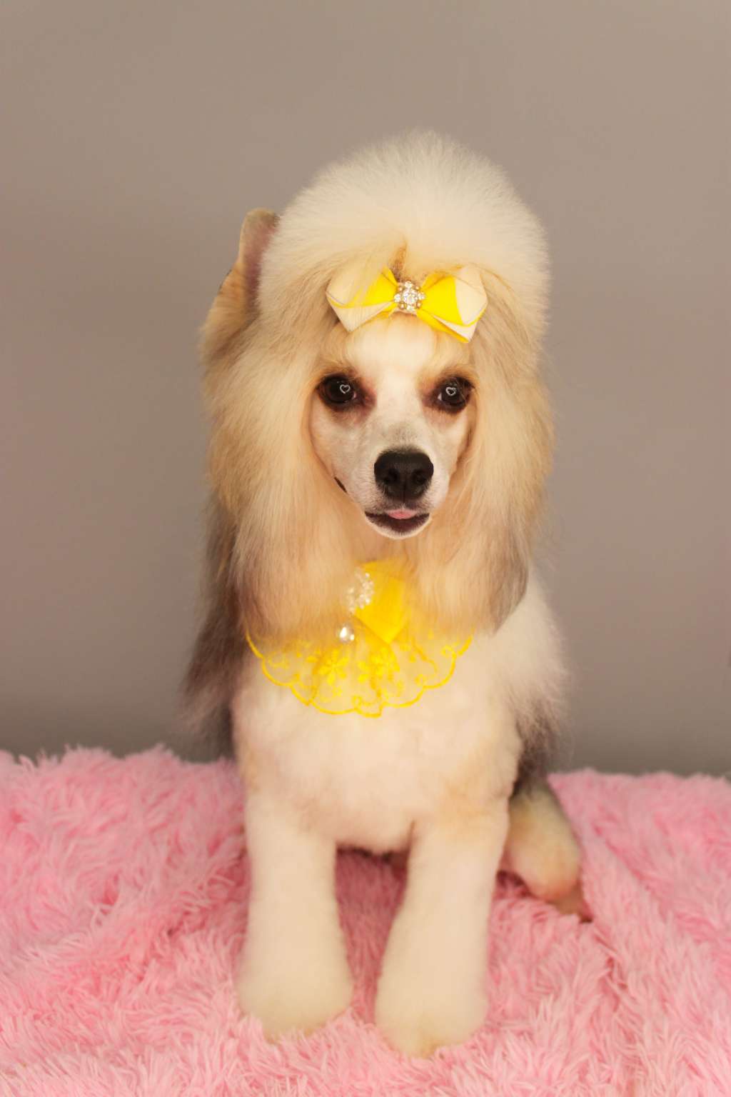 Astrum Anima Boniface