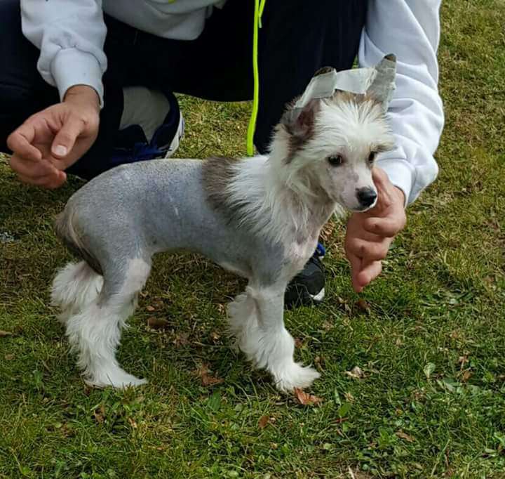 Xiamen de Crestados Yin-yang