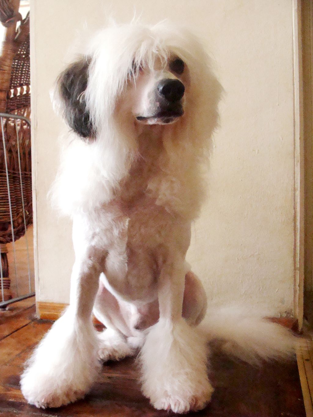 Makkoy Black of Channel