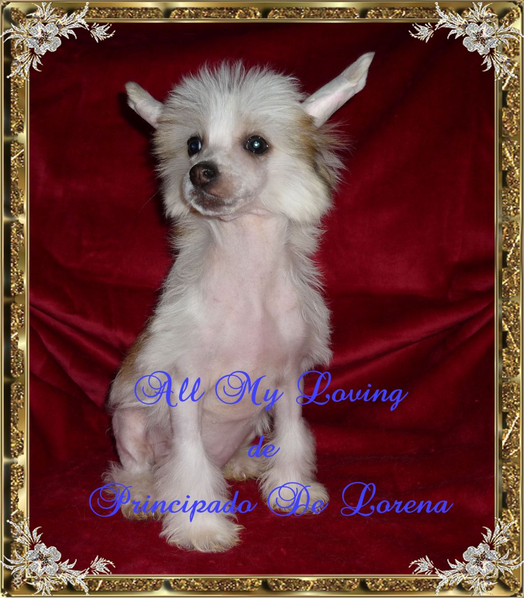 All My Loving De Principado De Lorena