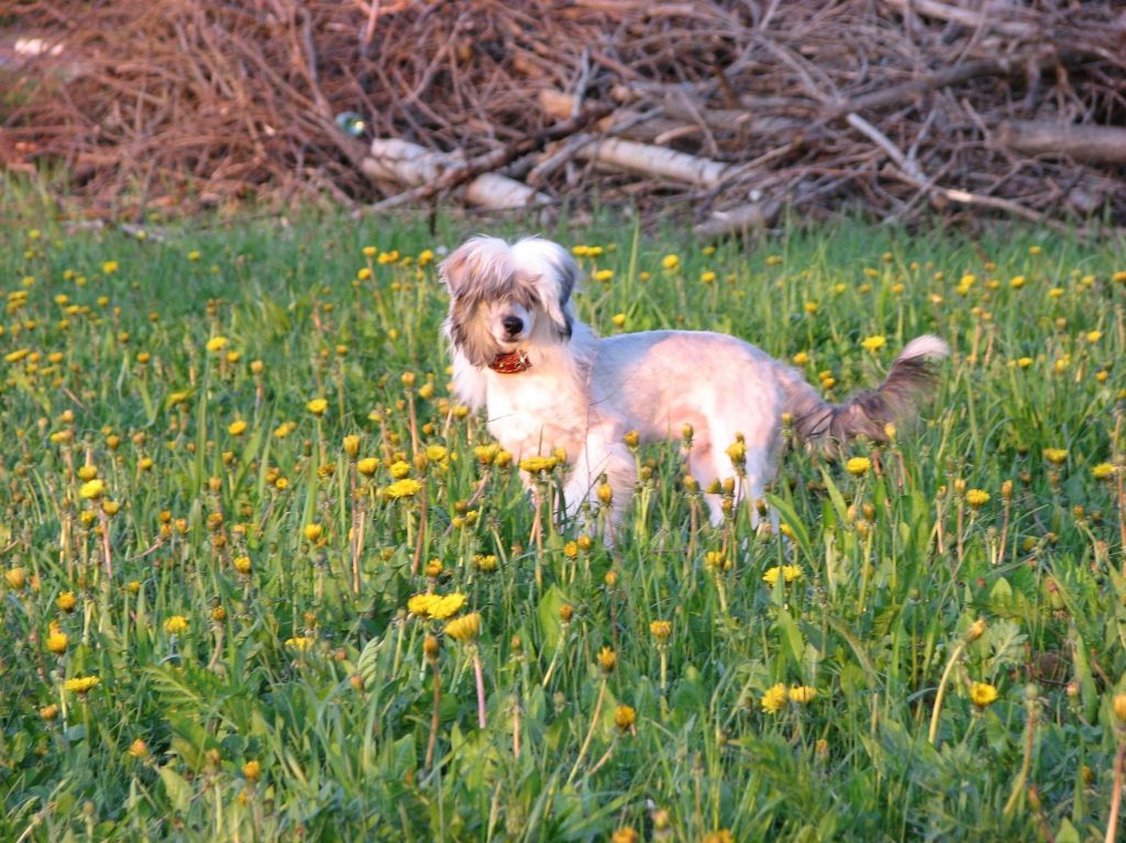 Olegro Katrin Angelskiy Pukh