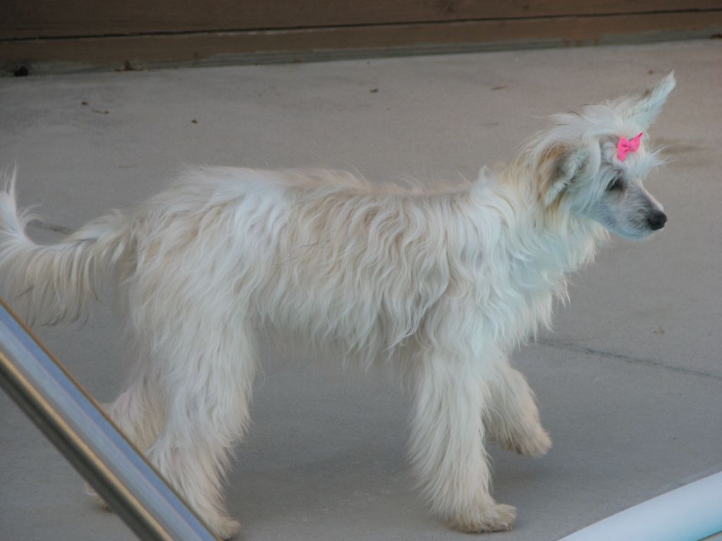 Perizads Spirit of Brandewijn