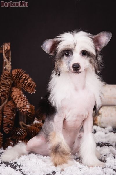 Dogland Happy Aqua De Melon