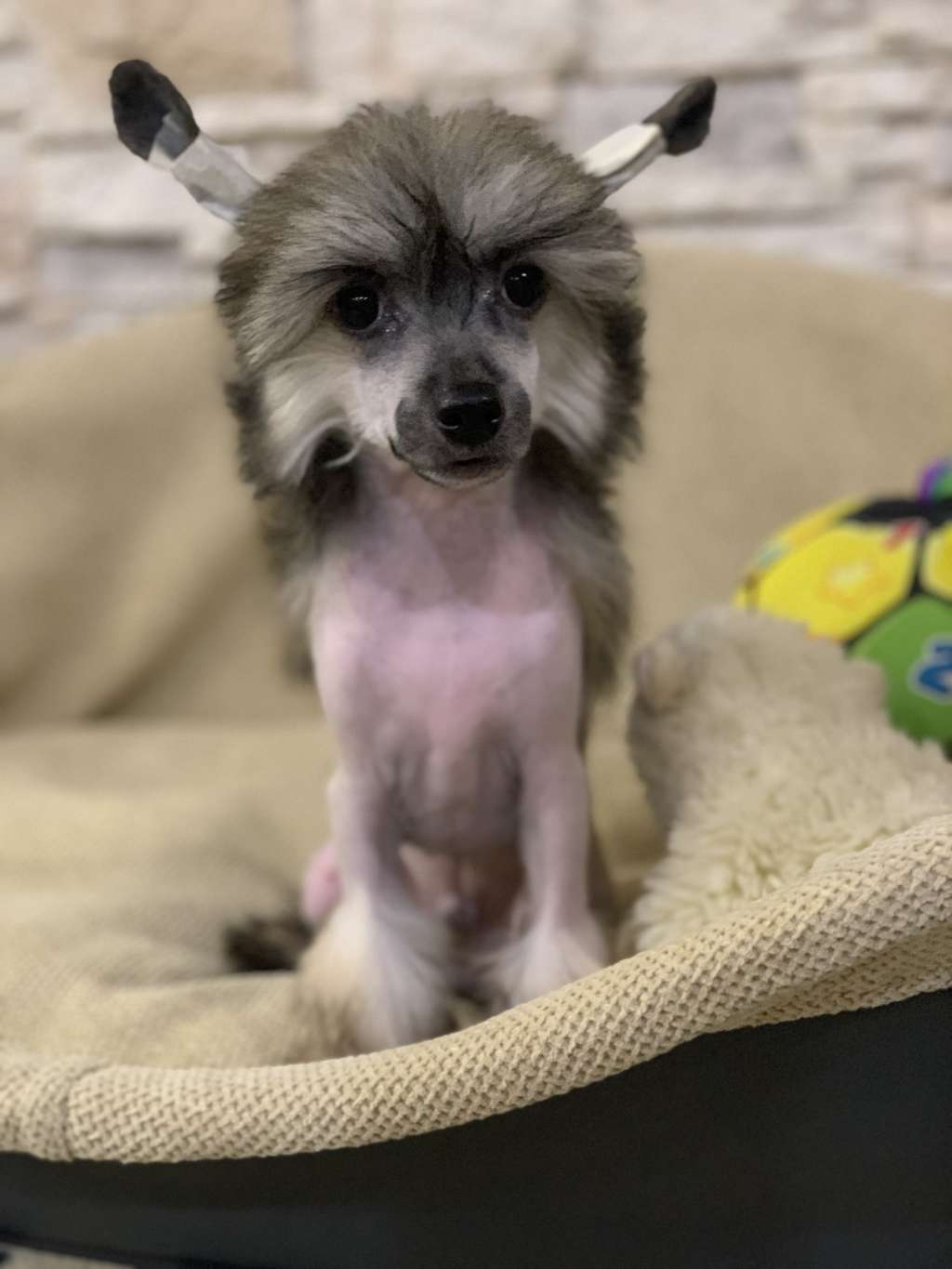 Da Vinci Natalexx Life