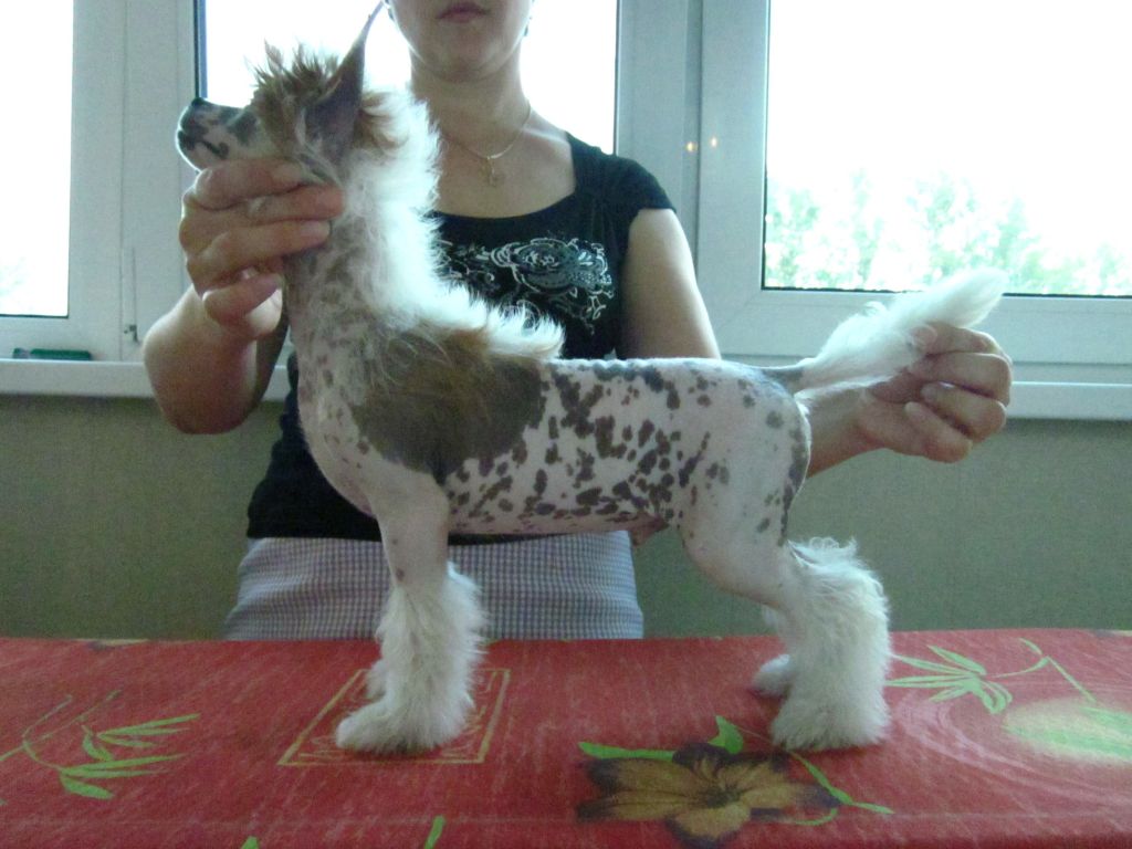 Apriori Vip Little Prince