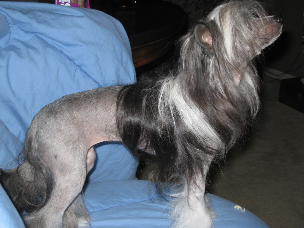 Daretobebare Reina De la Casa