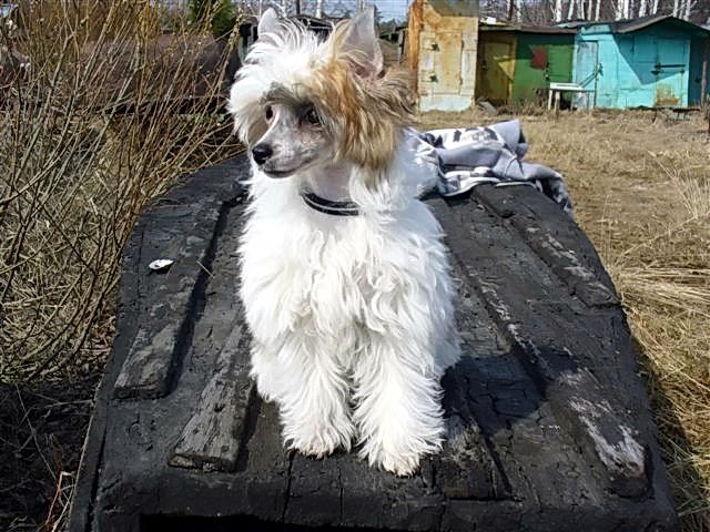 Irgen Gold Agilera Christina