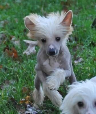 Habarth Little Champs