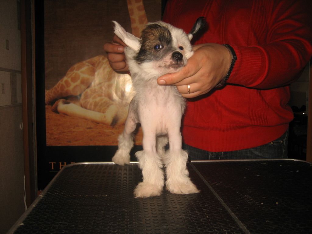 La Vendjes Gordy Jack Vorobey