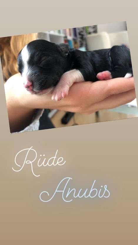 Anubis vom Jay's Löwenhof