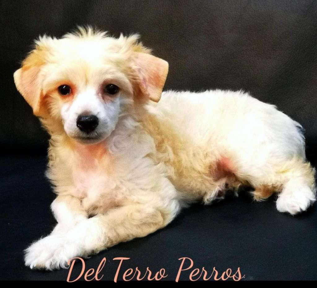 Del Terro Perros Keks