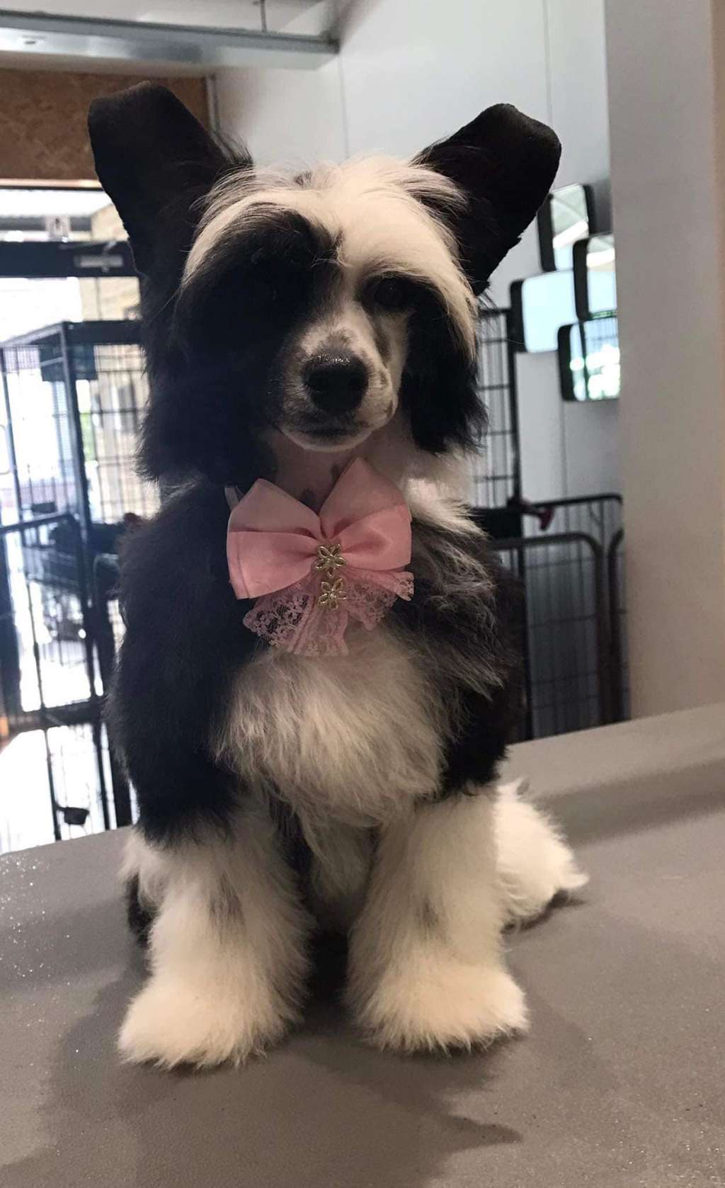 Chilli Hot Pretty Sweet