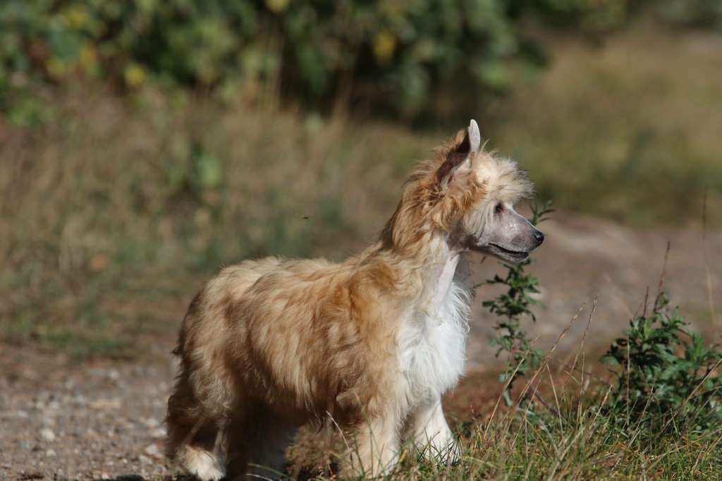 A Thousand Years Princes de la Roses