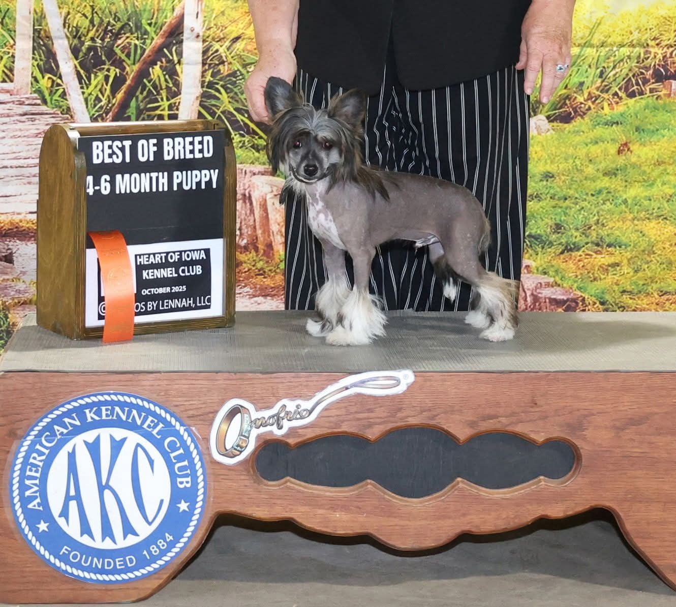 Showy Ladys Let Fergus Loose