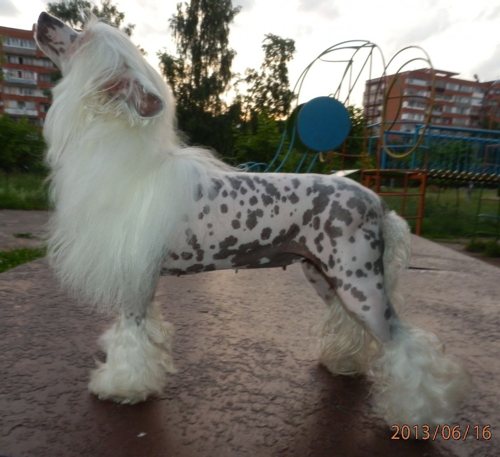 Goddess Show Kinu Legenda