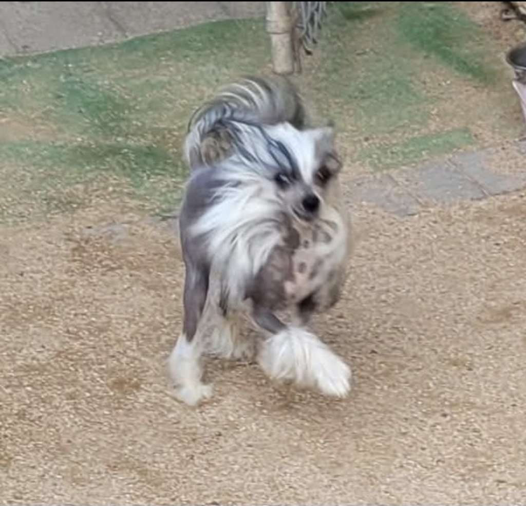 Shida Christmas Carole