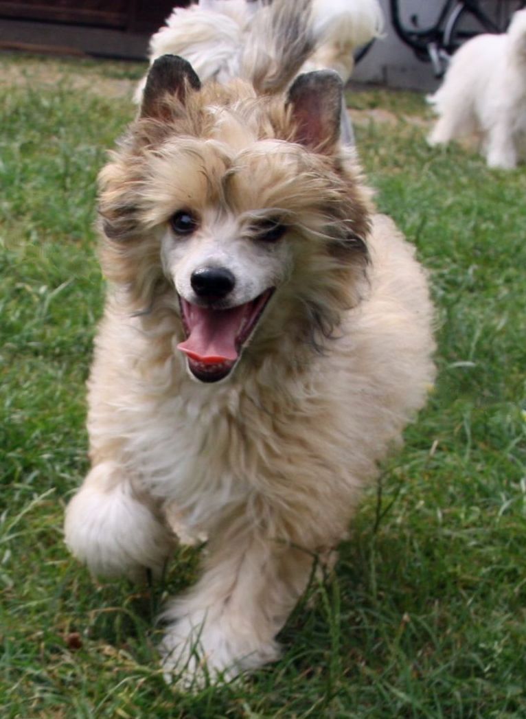 Be My Dog's Earl Of Kingdom