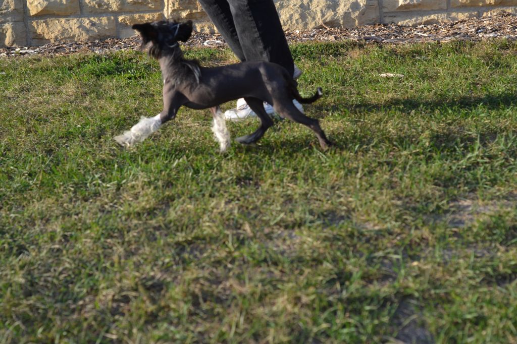 Breezy Meadows Chinese Cresteds Girl Gone Wild