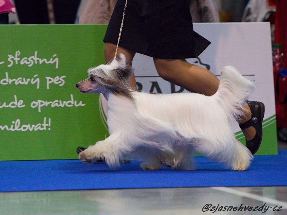 Sun Dan Super Sweet Rose