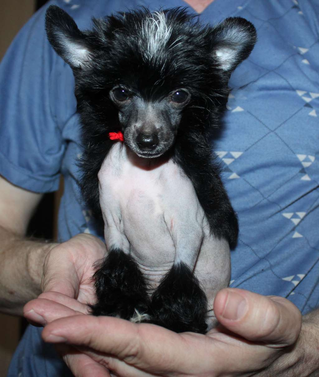 Charuyuschiy Soblazn Elis Elegant Style