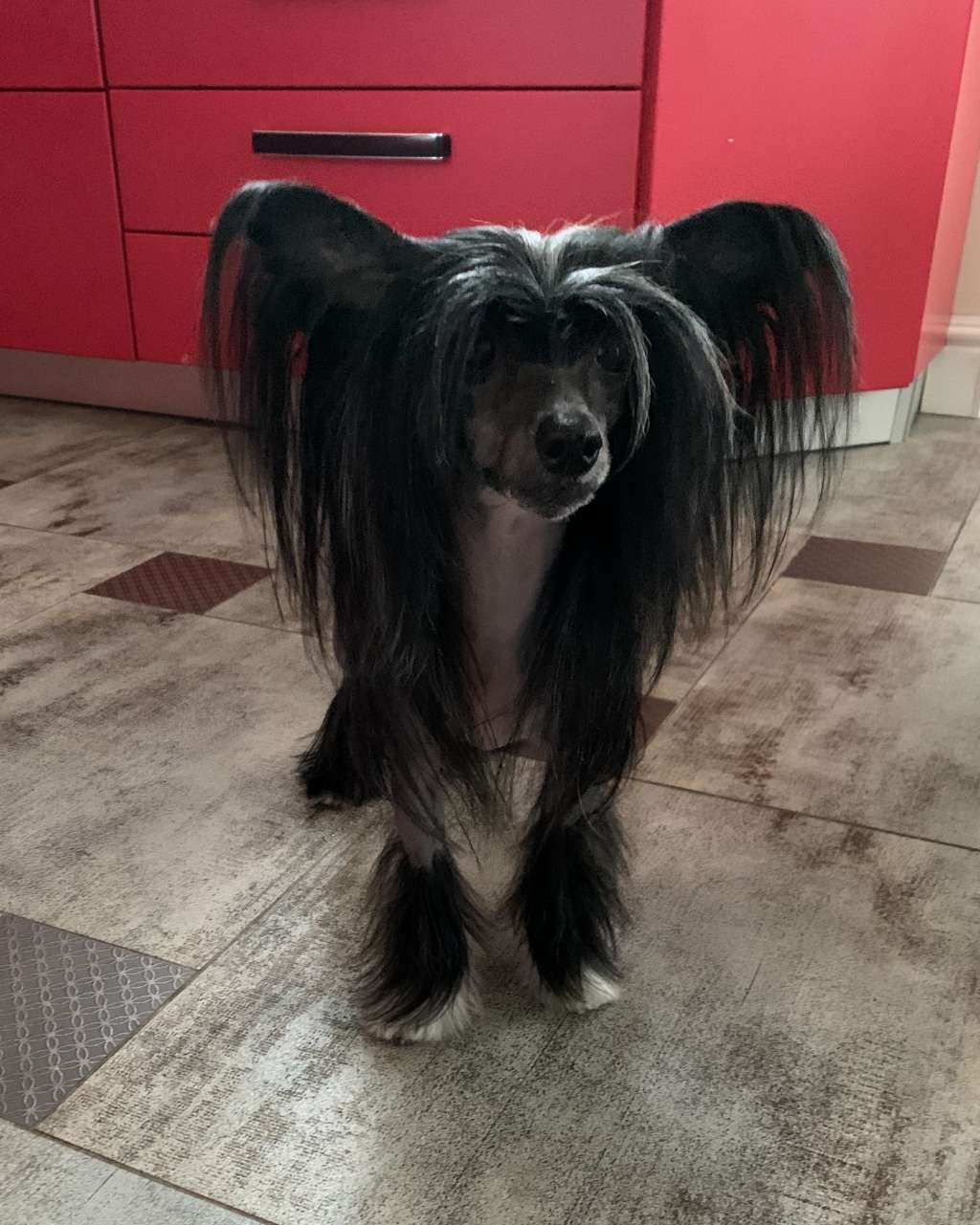 Cladary Triumph Freya