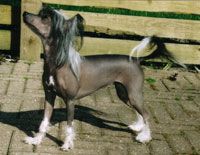 Cronhammar's Daisies'N' Diamonds