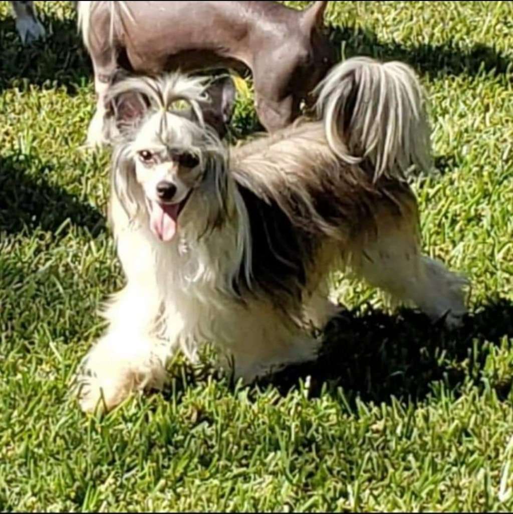 Altacrest Palmetto Don't Cage the Beast