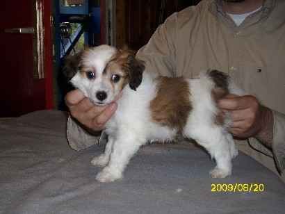 Anoki of Chinese Oracle