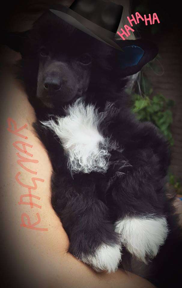 Amaya Mama Mia Amore Ragnar