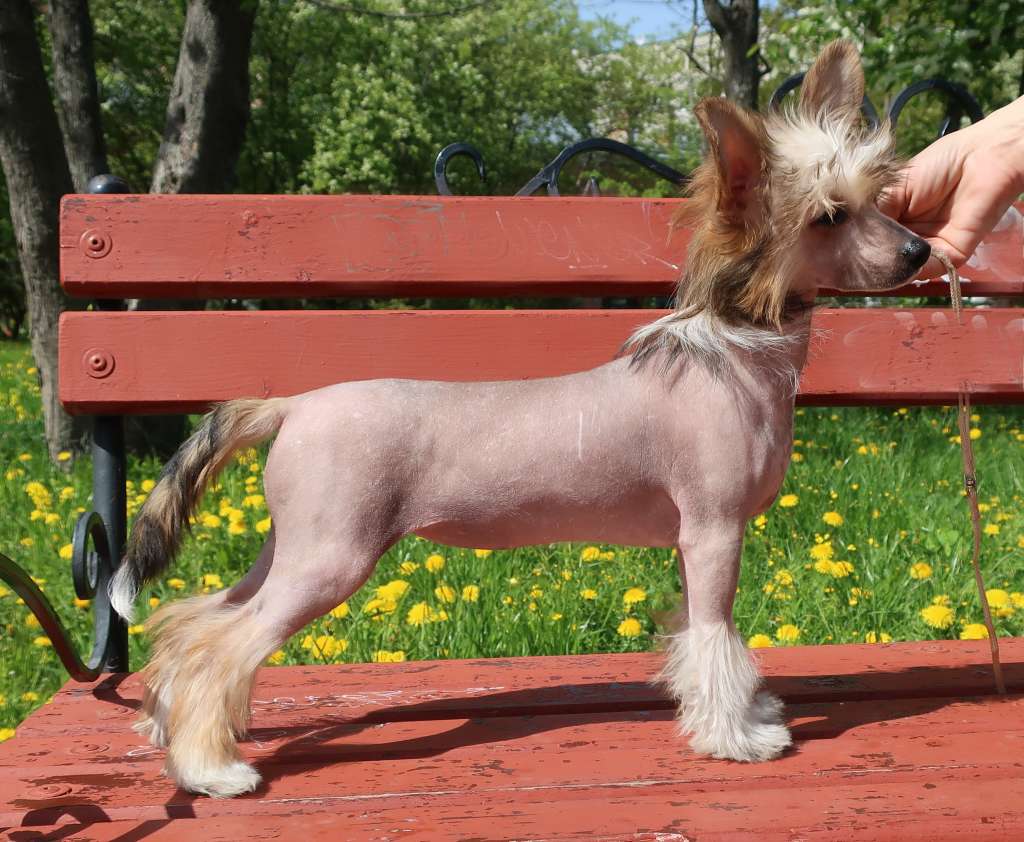 Sapfir iz Tsarskogo Sela Gemiteya