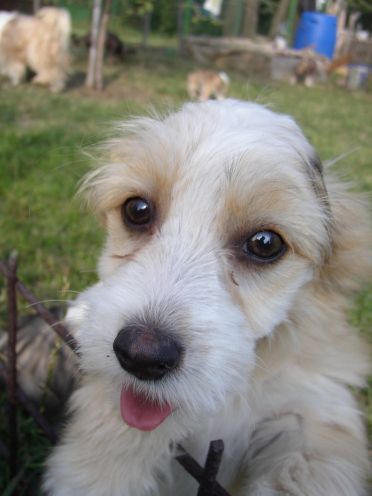 Goldie powder Ankadi