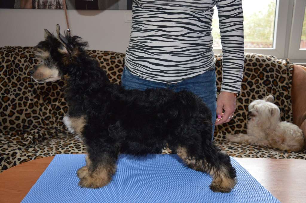 Calypso Nasza Sfora Fci