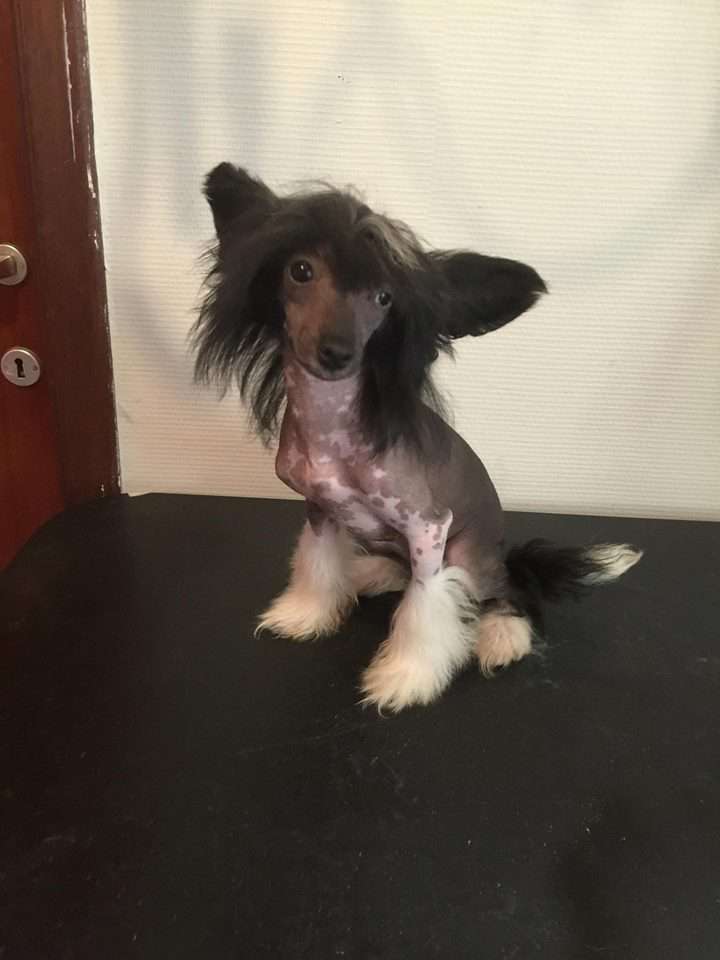 Petit Of Livin la Vida Loca