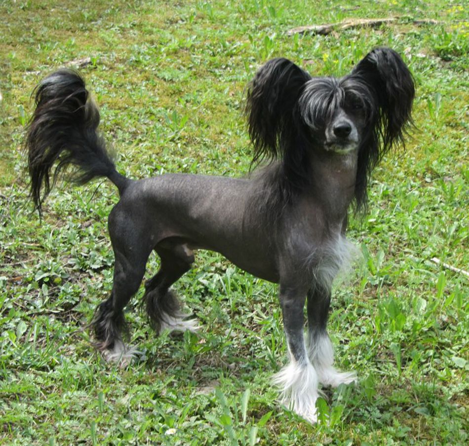 Stormblåstens Asphalt Jungle