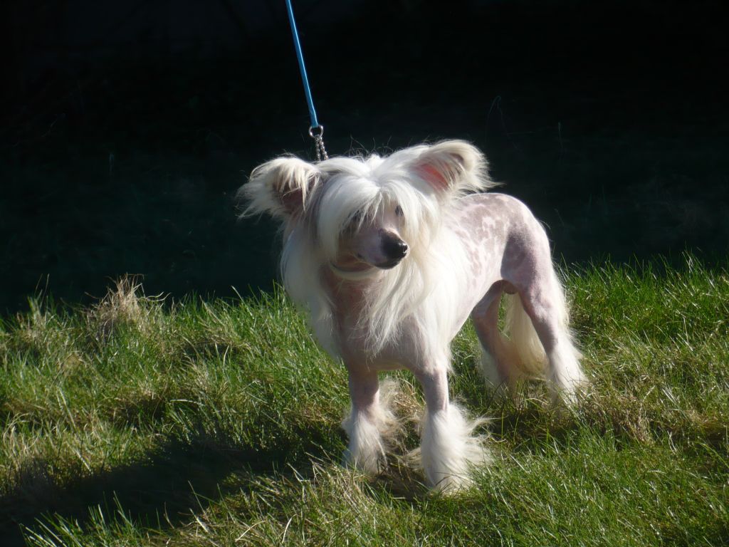 Glamour Boy Island Shangri-La