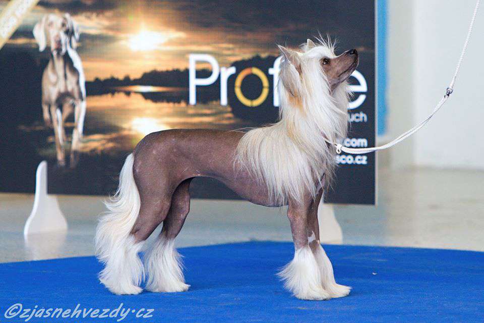 Aikkoo Thirteen Freuhartang