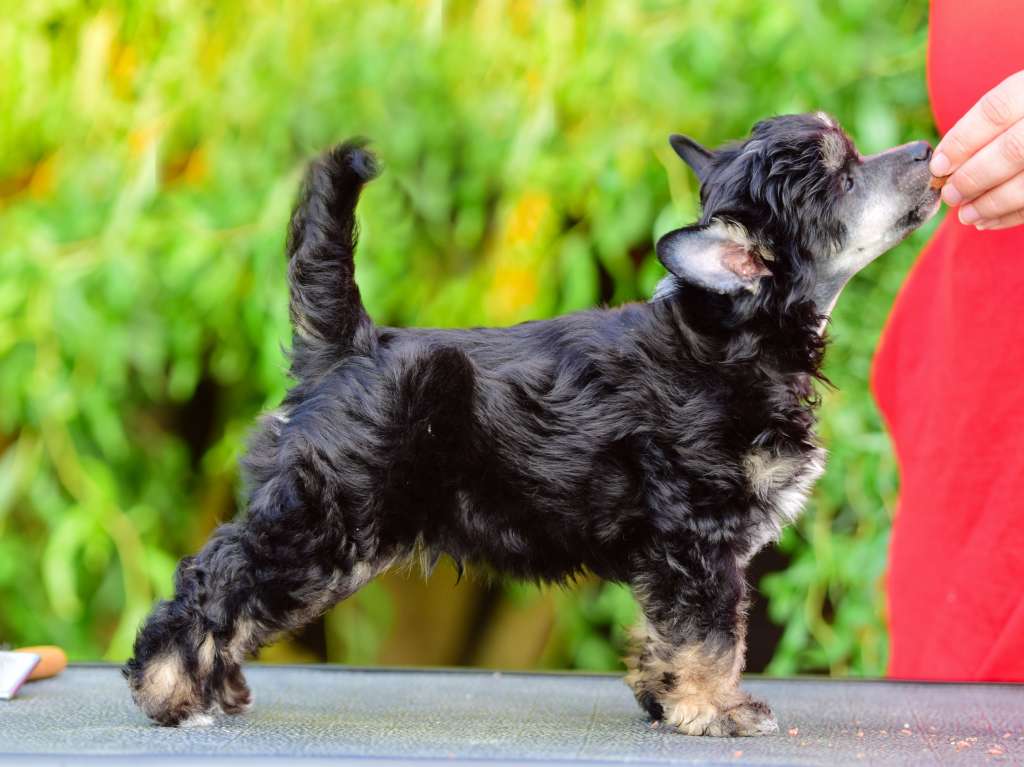 Helios Prime Freuhartang