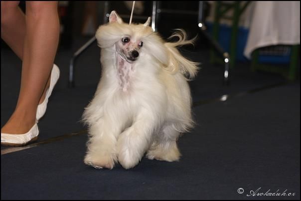 Tizzy Coco likes Cupcake