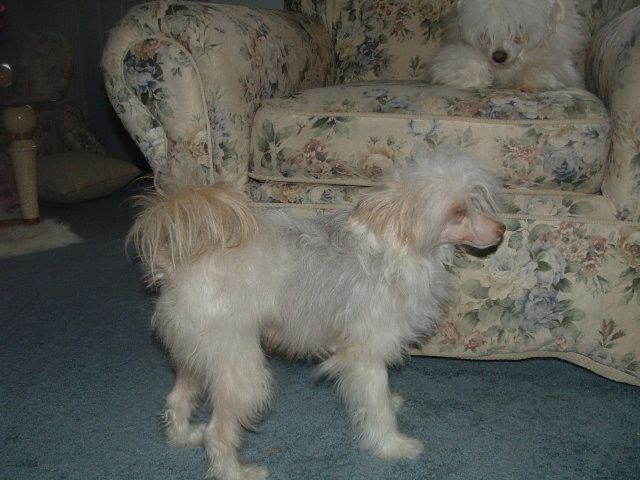 Dee-Kay's gingersnap krackle N' Pop