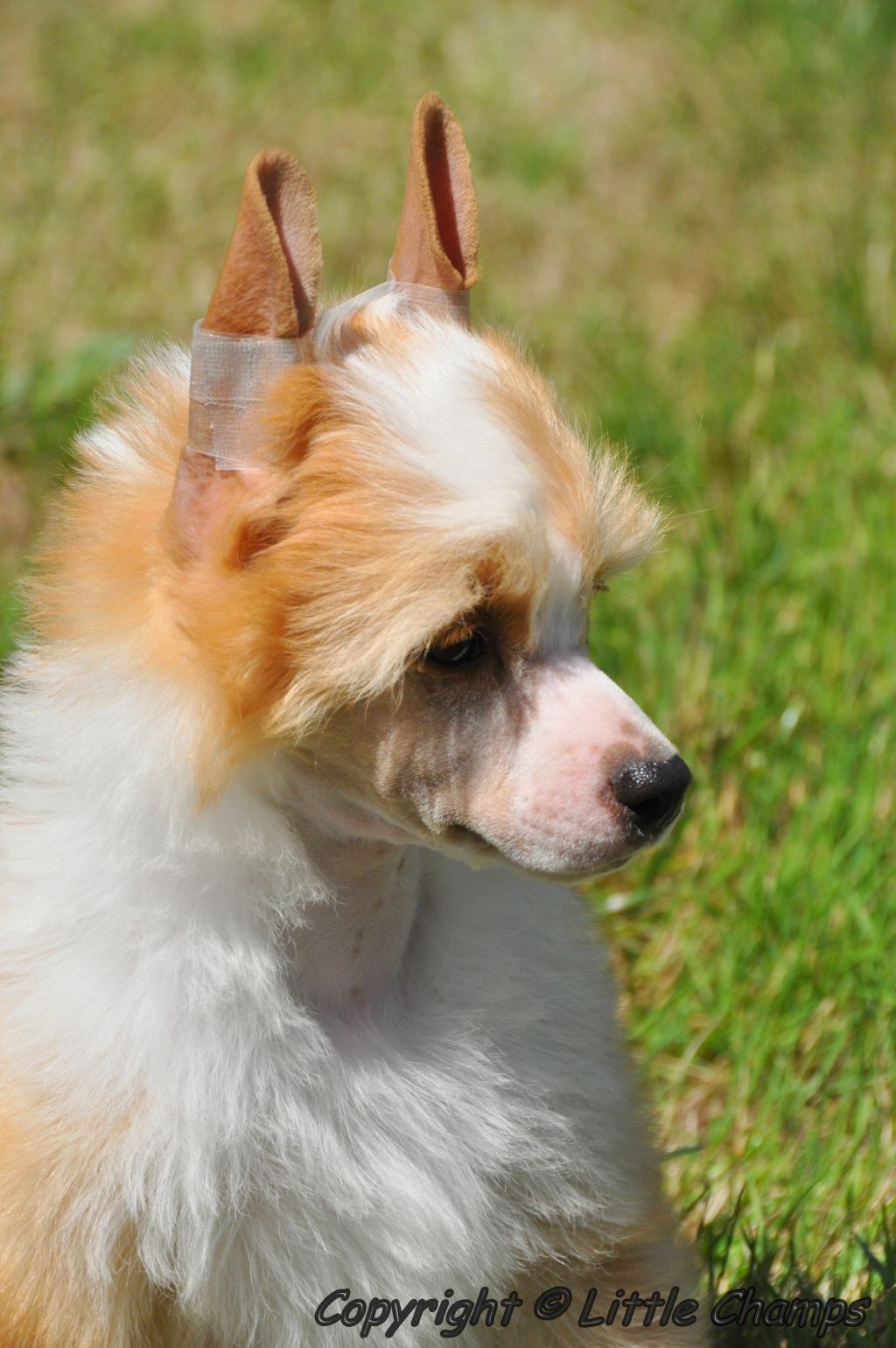 Karamel Little Champs