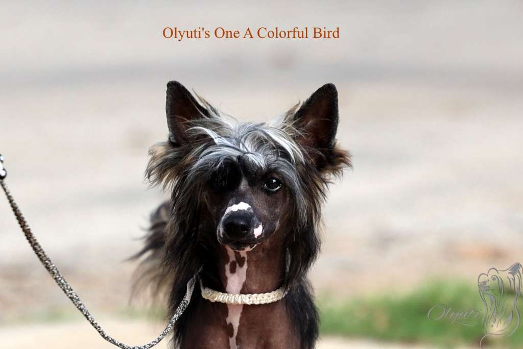 Bisbp Bispbbe Olyuti's One A Colorful Bird